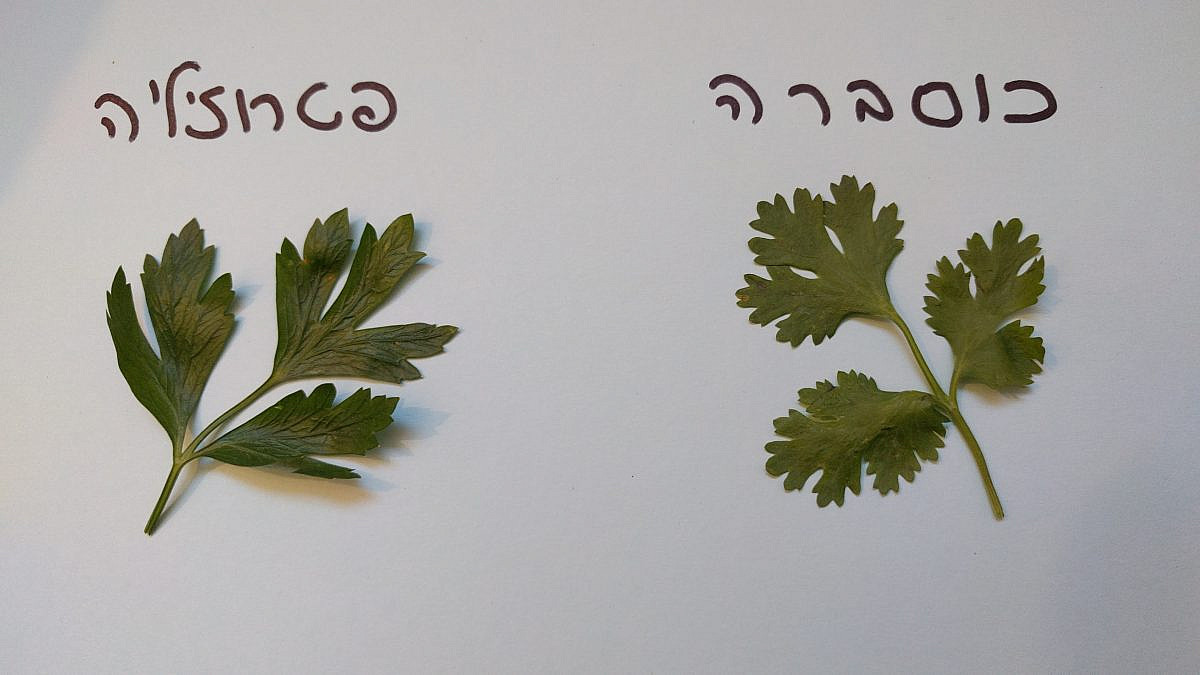 איך מבדילים בין פטרוזיליה לכוסברה? (תמונה: אתר כמוני) איך מבדילים בין פטרוזיליה לכוסברה? (תמונה: אתר כמוני)
